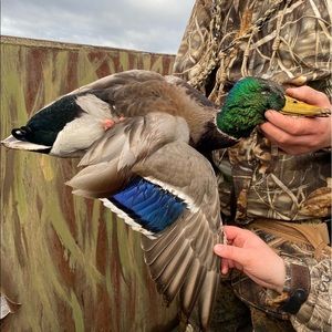 Meet your Posher, Drake